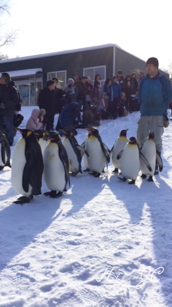 [旅行] 2016日本冬季北海道親子行之來看冬季限定版的企鵝散步的旭山動物園