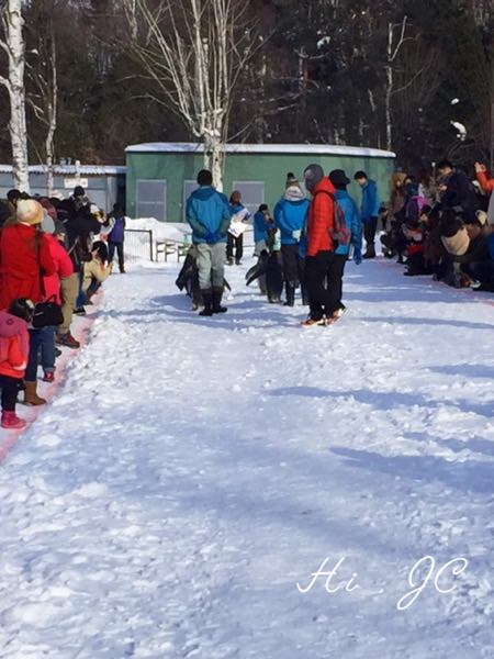 [旅行] 2016日本冬季北海道親子行之來看冬季限定版的企鵝散步的旭山動物園